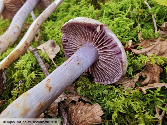 Cortinarius lucorum