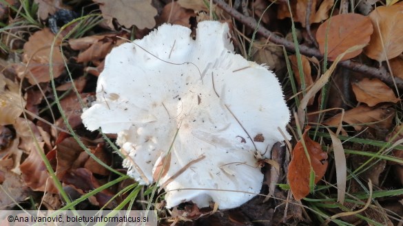 Tricholoma columbetta