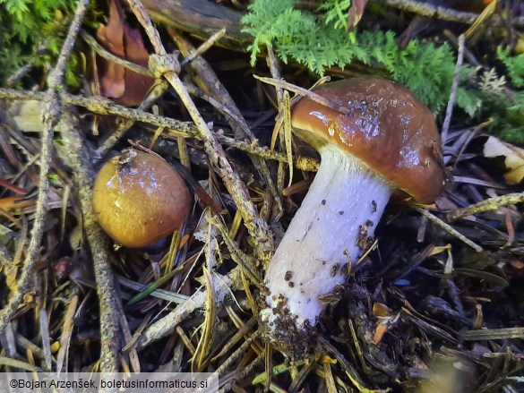 Cortinarius collinitus