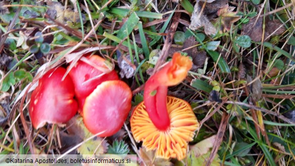 Hygrocybe splendidissima