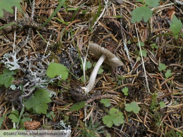 Inocybe fuscidula