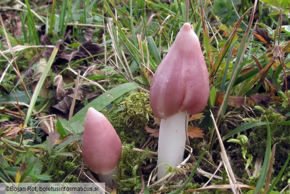 Hygrocybe calyptriformis