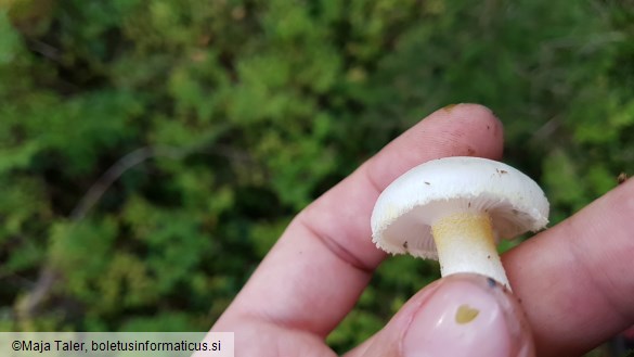 Hygrophorus chrysodon