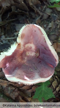 Russula amoena