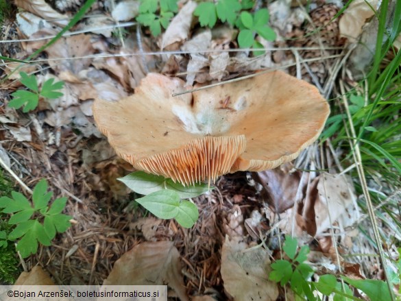 Lactarius deterrimus