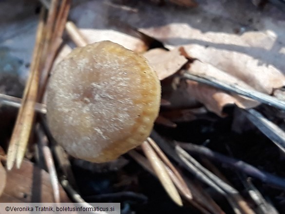 Craterellus tubaeformis