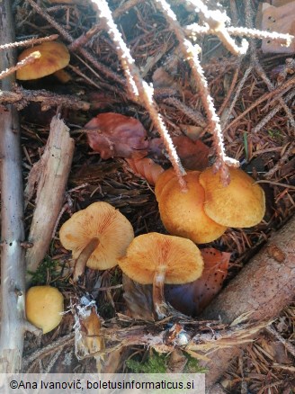 Pholiota astragalina