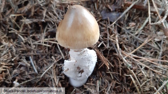 Amanita battarrae