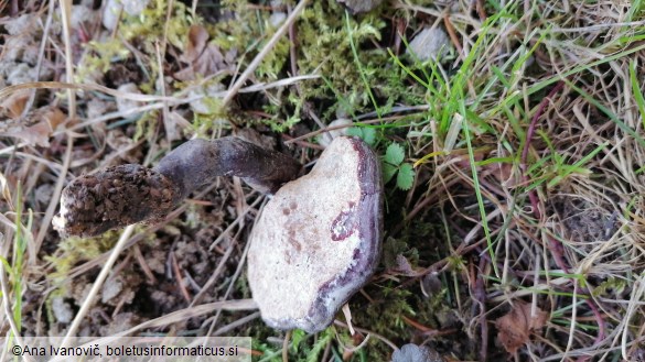 Ganoderma lucidum