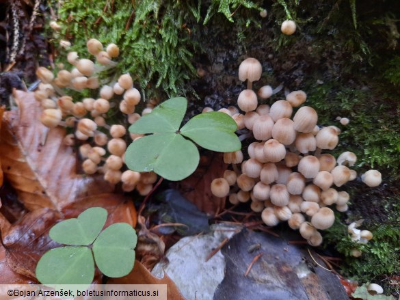 Coprinellus disseminatus