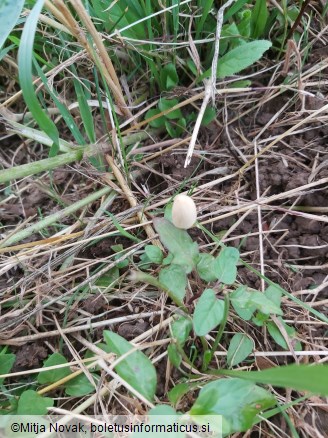 Conocybe apala