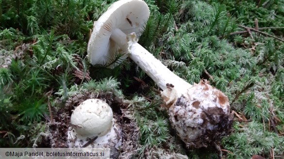 Amanita citrina