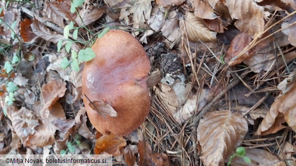 Suillus luteus