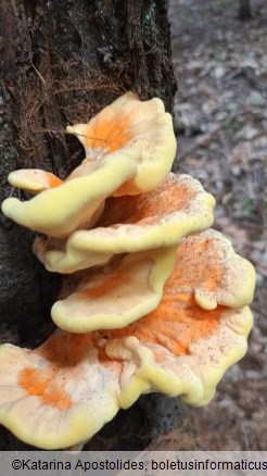 Laetiporus sulphureus