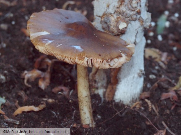 Pluteus pouzarianus