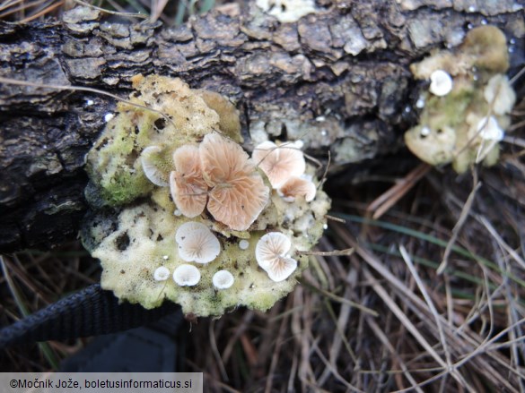 Crepidotus variabilis