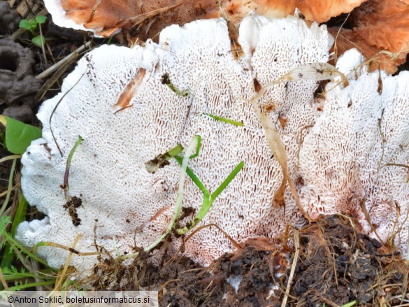 Abortiporus biennis