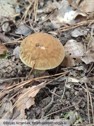 Leccinellum crocipodium