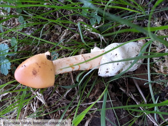 Amanita crocea