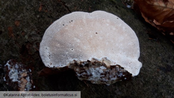 Trametes gibbosa