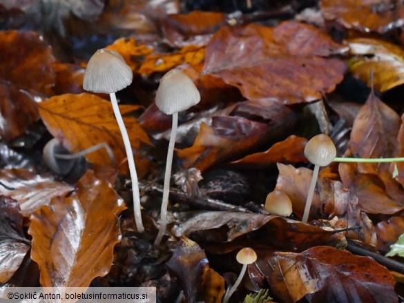 Psathyrella corrugis