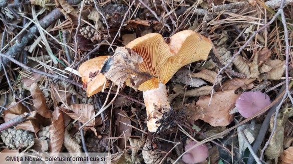 Lactarius deliciosus