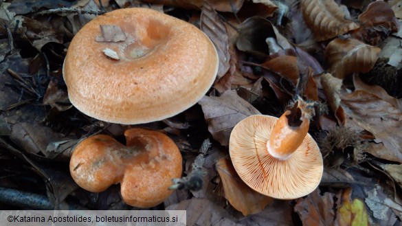 Lactarius semisanguifluus