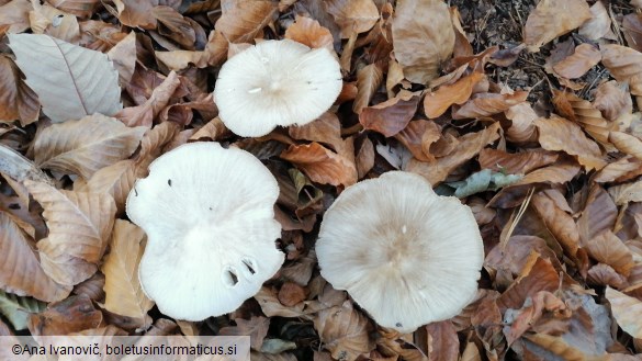 Megacollybia platyphylla