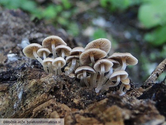 Psathyrella pygmaea