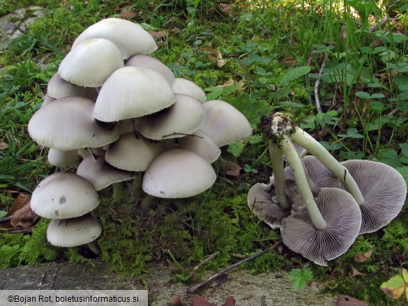 Psathyrella candolleana