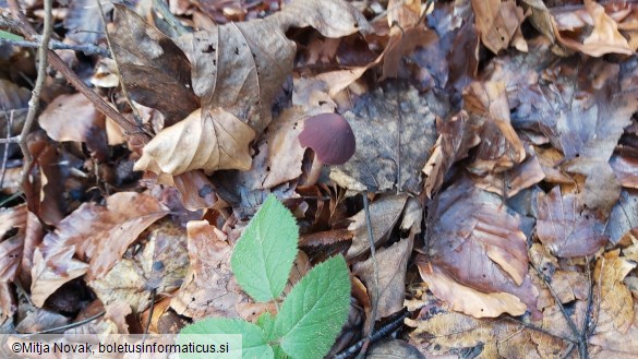 Psathyrella bipellis