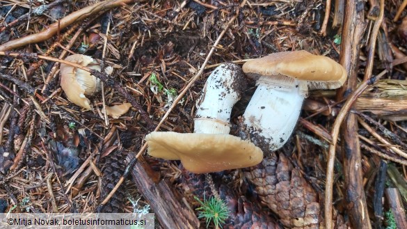 Cortinarius caperatus