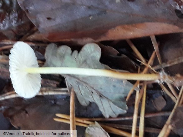 Mycena epipterygia