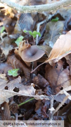 Pseudoclitocybe cyathiformis