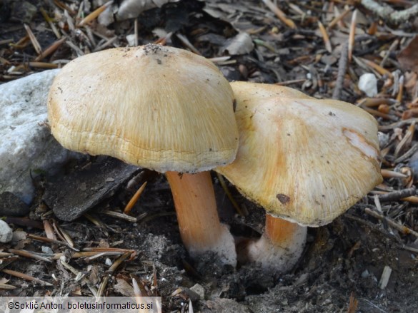 Inocybe erubescens