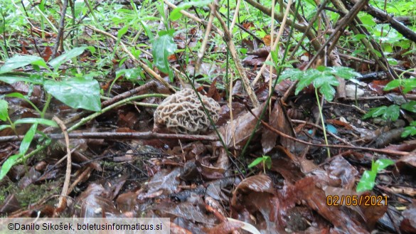 Morchella vulgaris