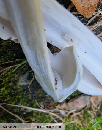 Amanita huijsmanii