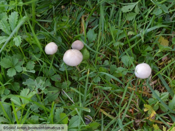 Psathyrella pseudogracilis