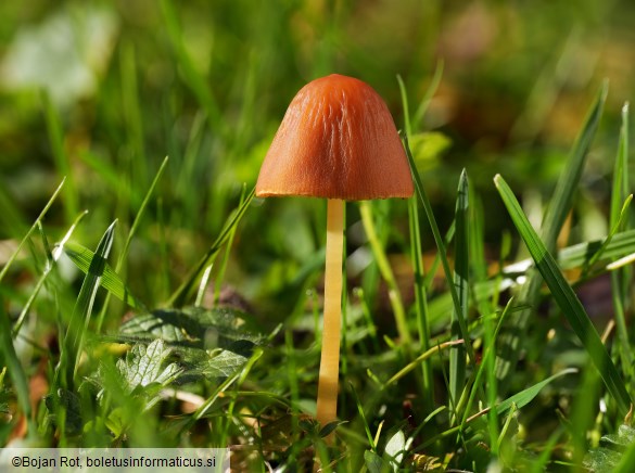 Conocybe alboradicans