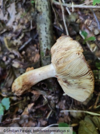 Russula subfoetens