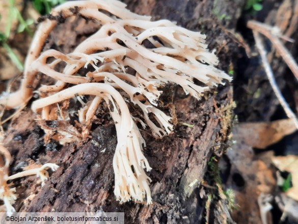 Artomyces pyxidatus