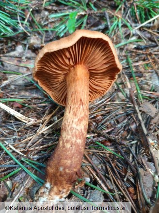 Cortinarius rubellus