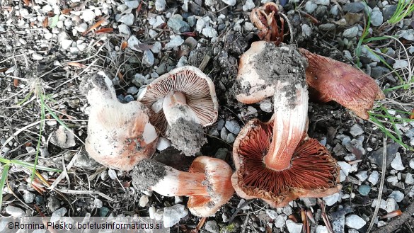 Inocybe adaequata