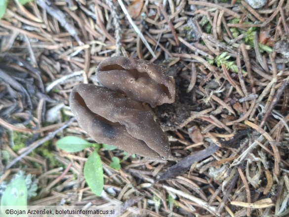 Helvella costifera