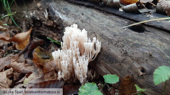 Artomyces pyxidatus