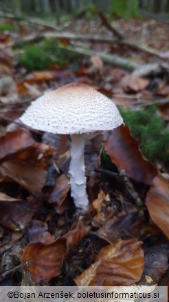 Lepiota ignivolvata