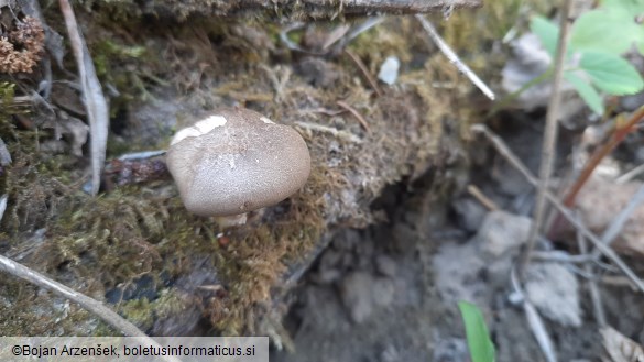 Polyporus ciliatus