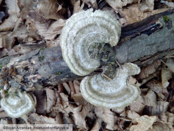 Trametes hirsuta