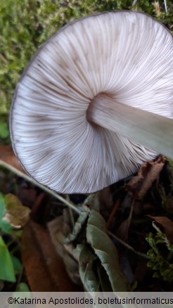 Pluteus atromarginatus