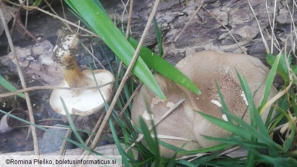 Polyporus ciliatus